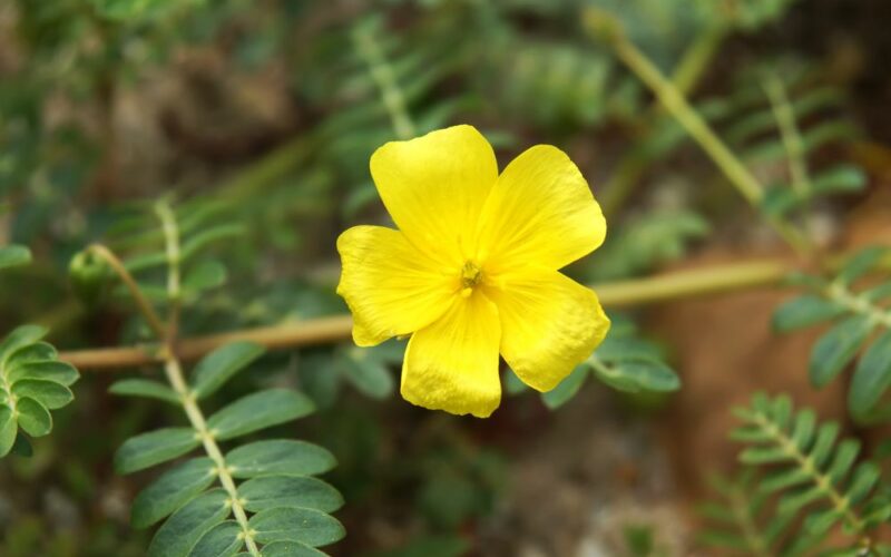 Tribulus terrestris