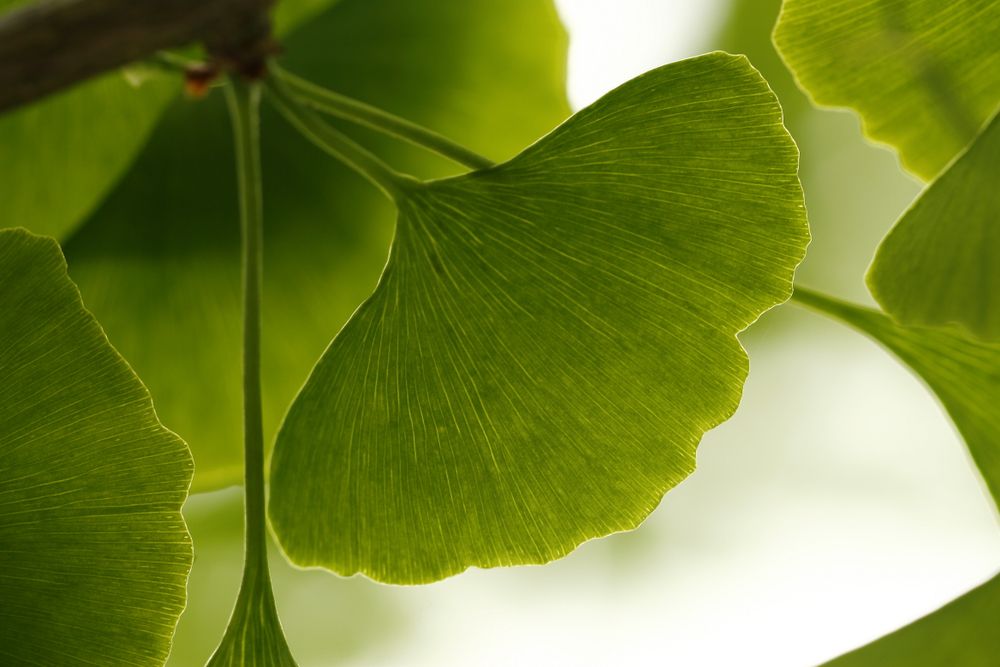 Ginko dvojlaločné - strom