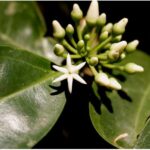 Muira Puama Ptychopetalum olacoides - exotické brazilské afrodiziakum