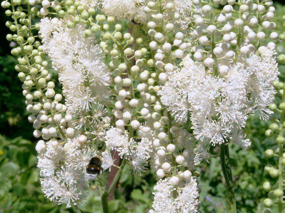 Ploštičník strapcovitý Black Cohosh