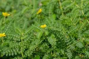 Tribulus terrestris - kotvičník zemný, hustý porast